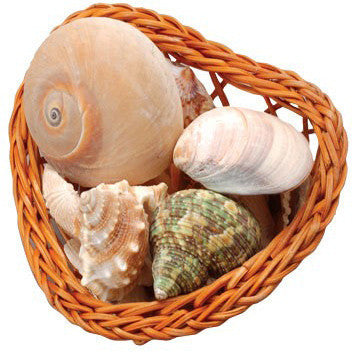 Basket of Shells