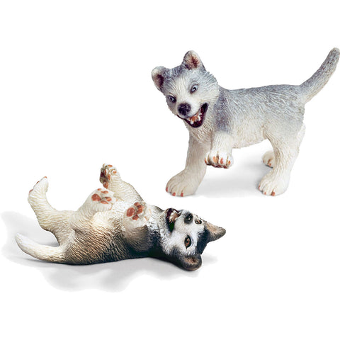 Miniature - Husky Puppies (Playing/ Fighting)